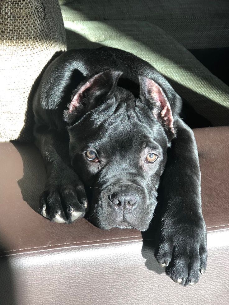 a large black dog laying on top of a couch