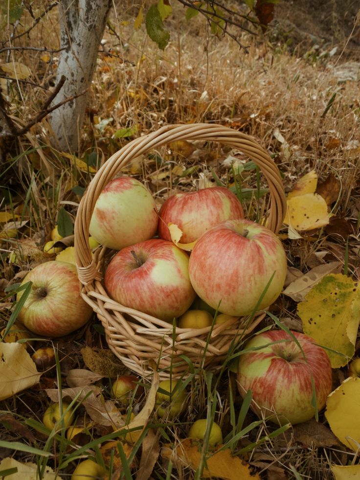 a basket full of apples sitting on the ground next to some leaves and a tree