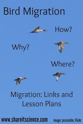 birds flying in the sky with words describing how to migrate and where to learn flight