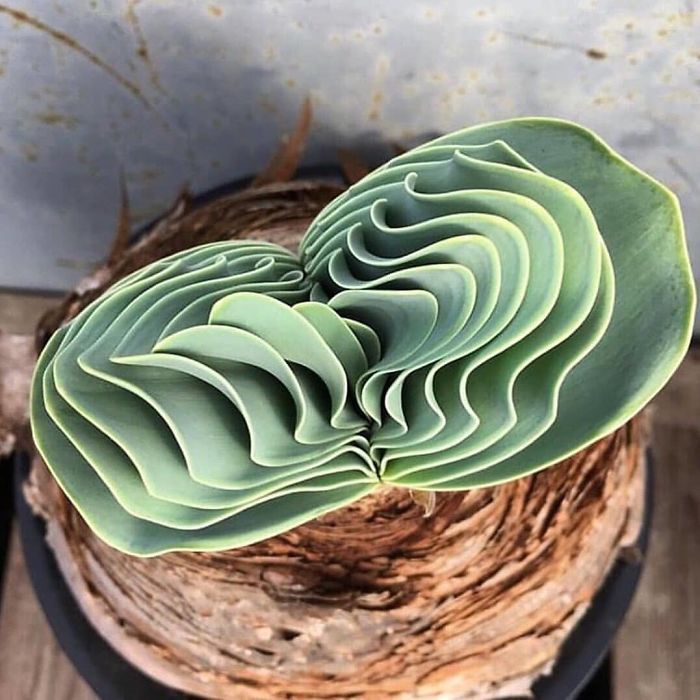 a close up of a plant on top of a wooden table next to a bird's nest