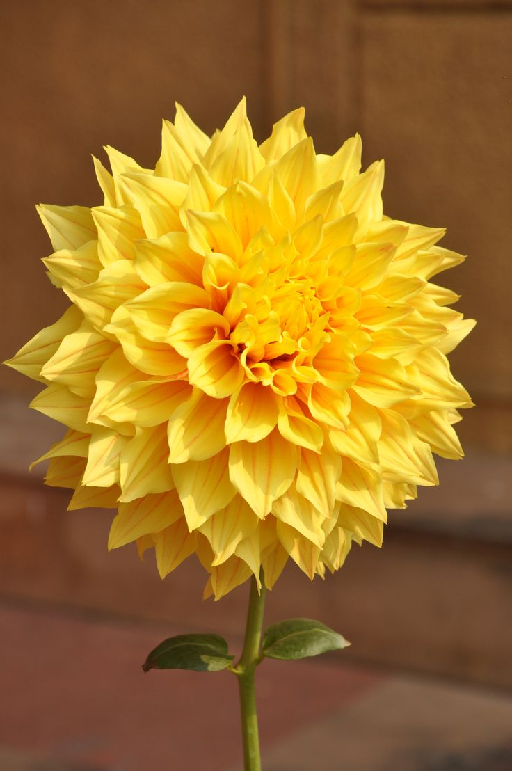 a large yellow flower is in a vase