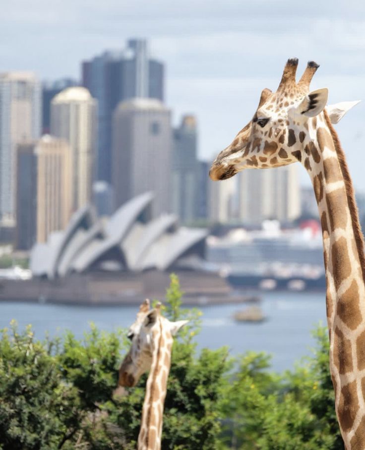 two giraffes standing next to each other in front of a city skyline