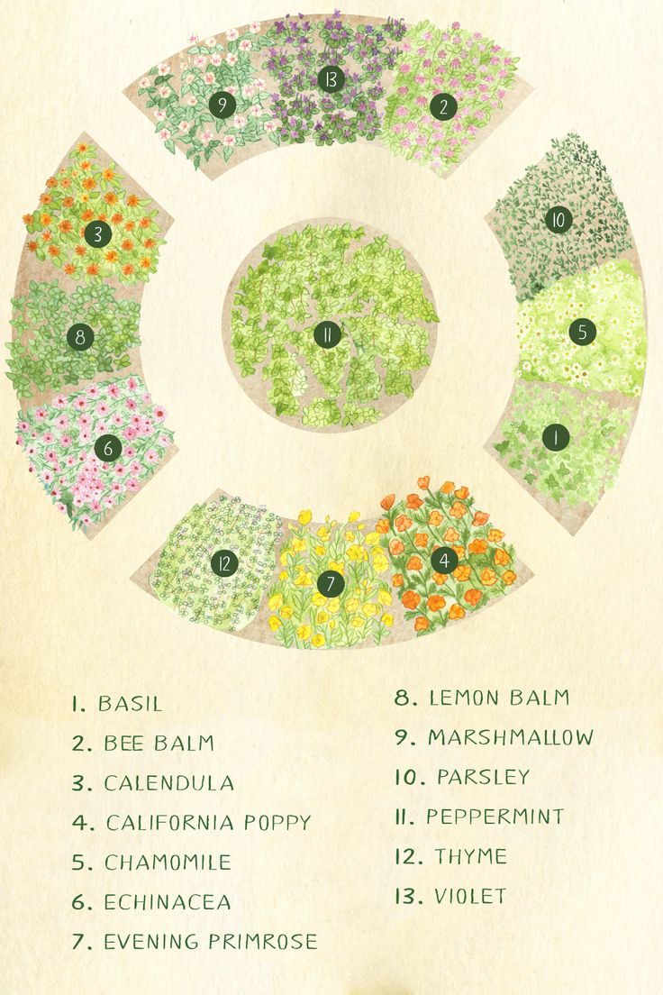 an old poster with flowers in the center and numbers on it's sides, all labeled in different colors