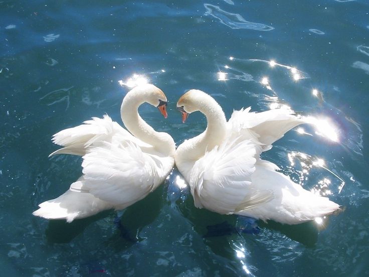 two swans in the water making a heart shape with their necks touching each other's heads