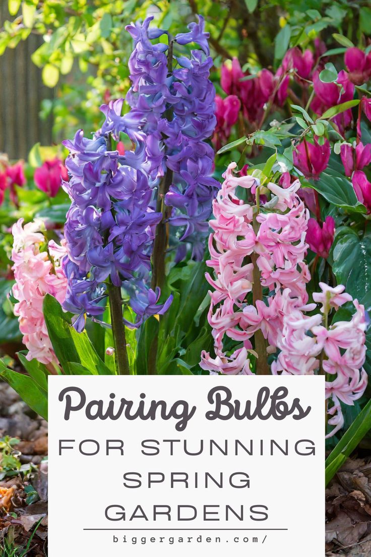 Learn how to create jaw-dropping spring gardens with the best strategies for pairing flower bulbs. This guide includes garden care tips, summer flowers, and beautiful spring and fall bulbs to transform your garden. Bulbs To Plant In Spring, Red Perennials, Spring Bulbs Garden, Easy Indoor Plants, Spring Gardens, Flower Bulb, Summer Flowers Garden, Lenten Rose, Garden Bulbs