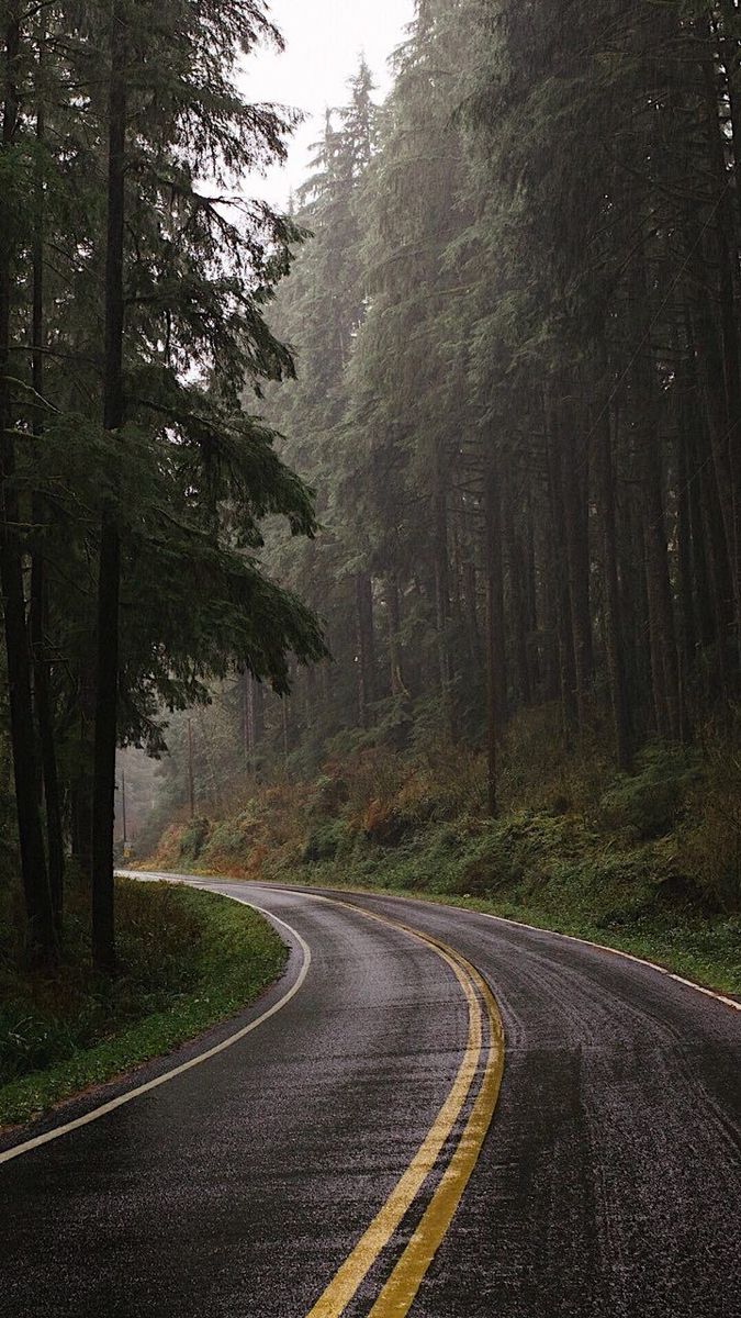 an empty road in the middle of a forest with tall trees on both sides and one yellow line down the middle