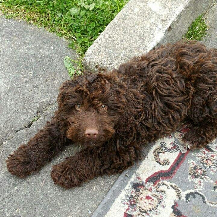 a brown dog laying on top of a rug next to a cement wall and grass