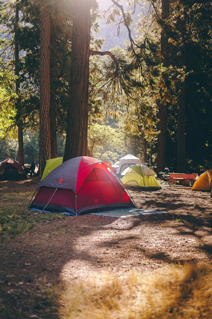 several tents pitched up in the woods with sunlight coming through trees and grass on the ground