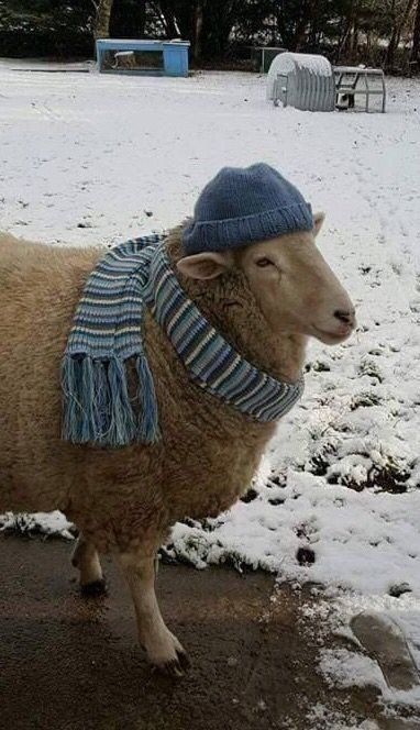 a sheep wearing a hat and scarf in the snow