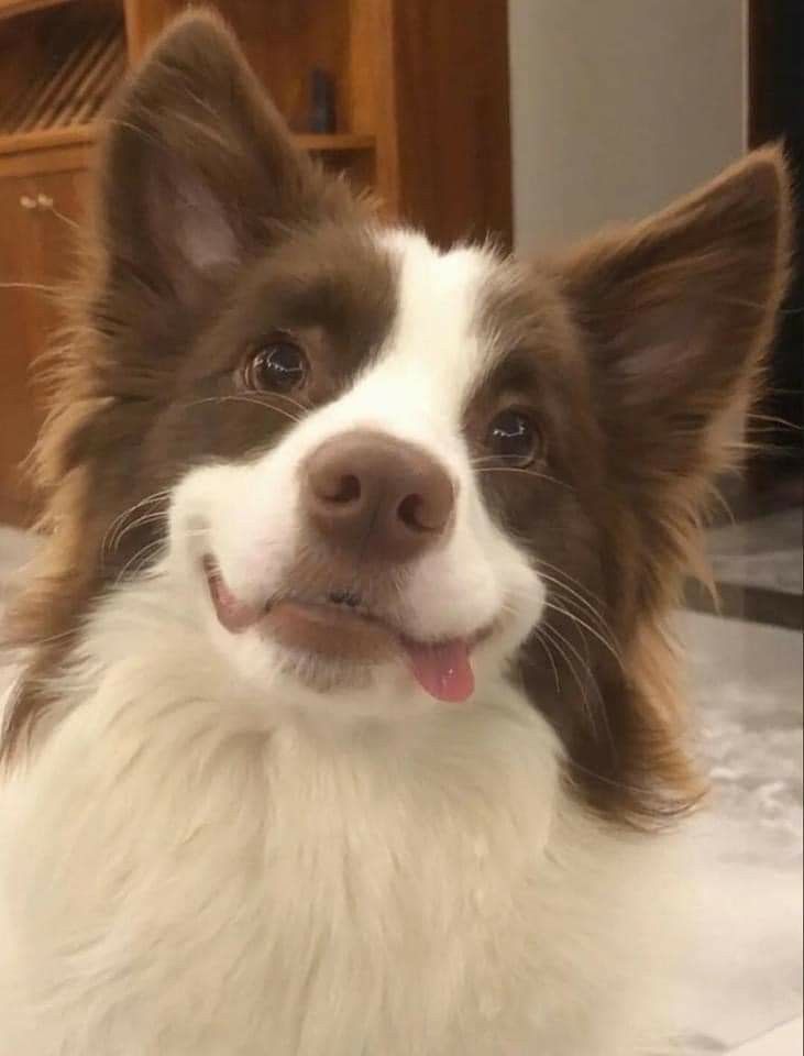 a brown and white dog with its mouth open