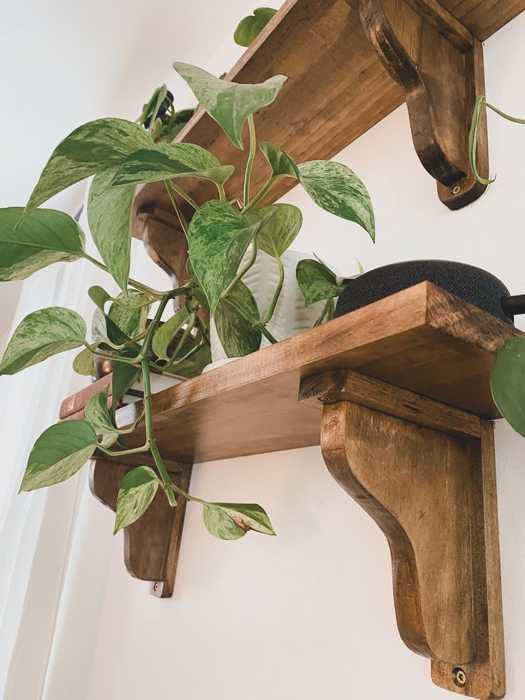 a potted plant sitting on top of a wooden shelf