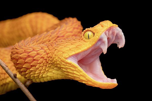 a yellow snake with its mouth open and it's teeth wide open on a stick