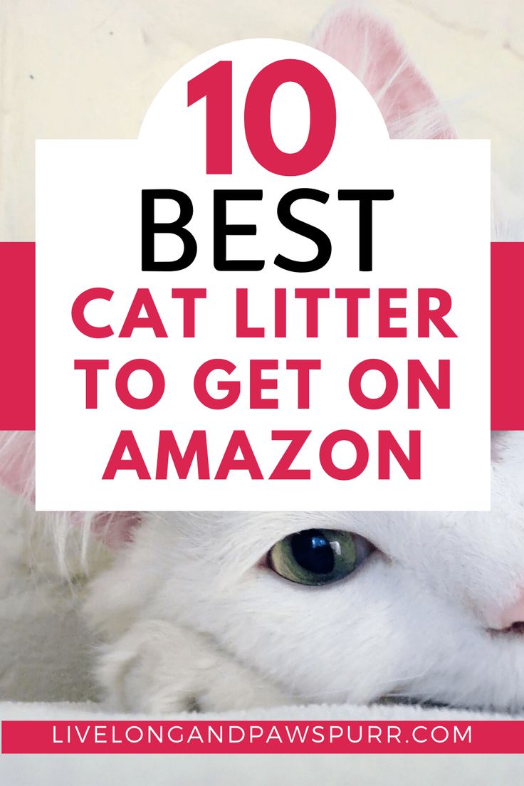 a white cat with the words 10 best cat litterer to get on amazon