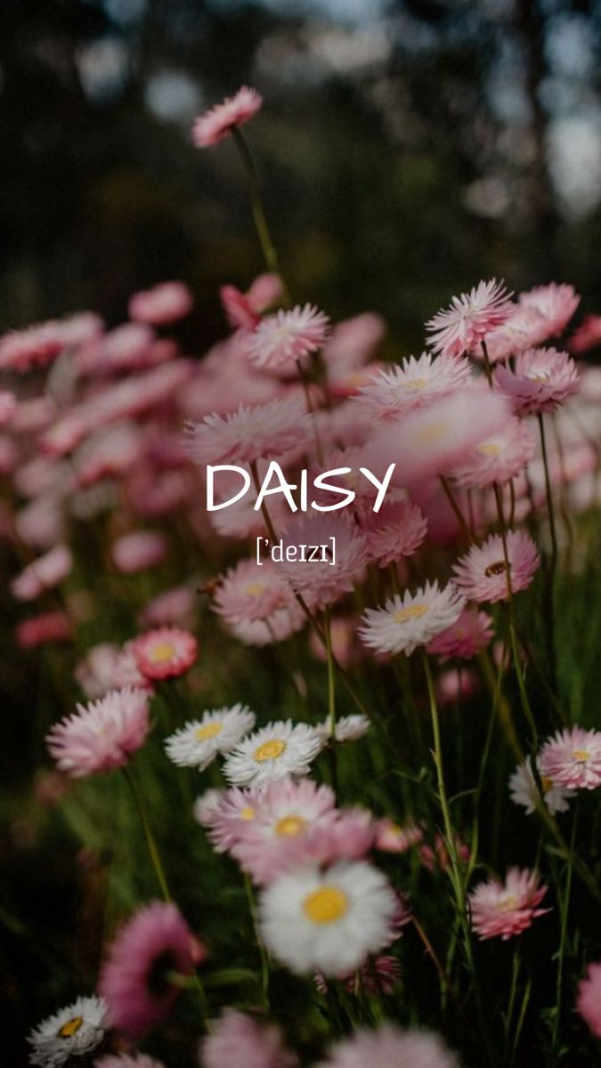 daisy flowers with the words daisy written in white and pink on it's side