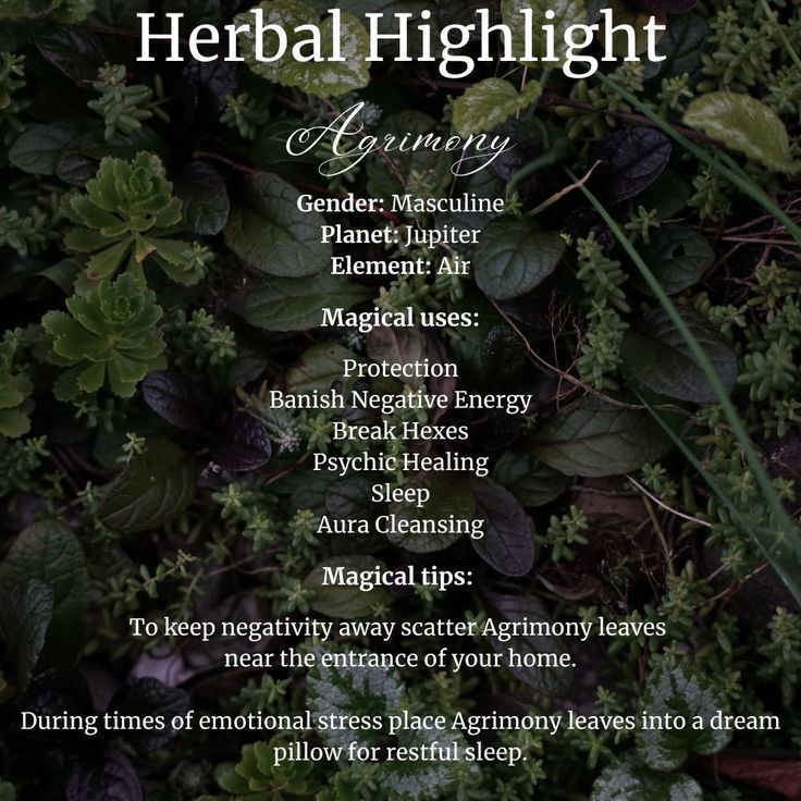 Agrimony Benefits, Mint Magical Properties, Agrimony Magical Properties, Damiana Magical Properties, Chickweed Magical Properties, Spanish Moss Magical Properties, Benzoin Magical Properties, Ivy Magical Properties, Calamus Root Magical Properties