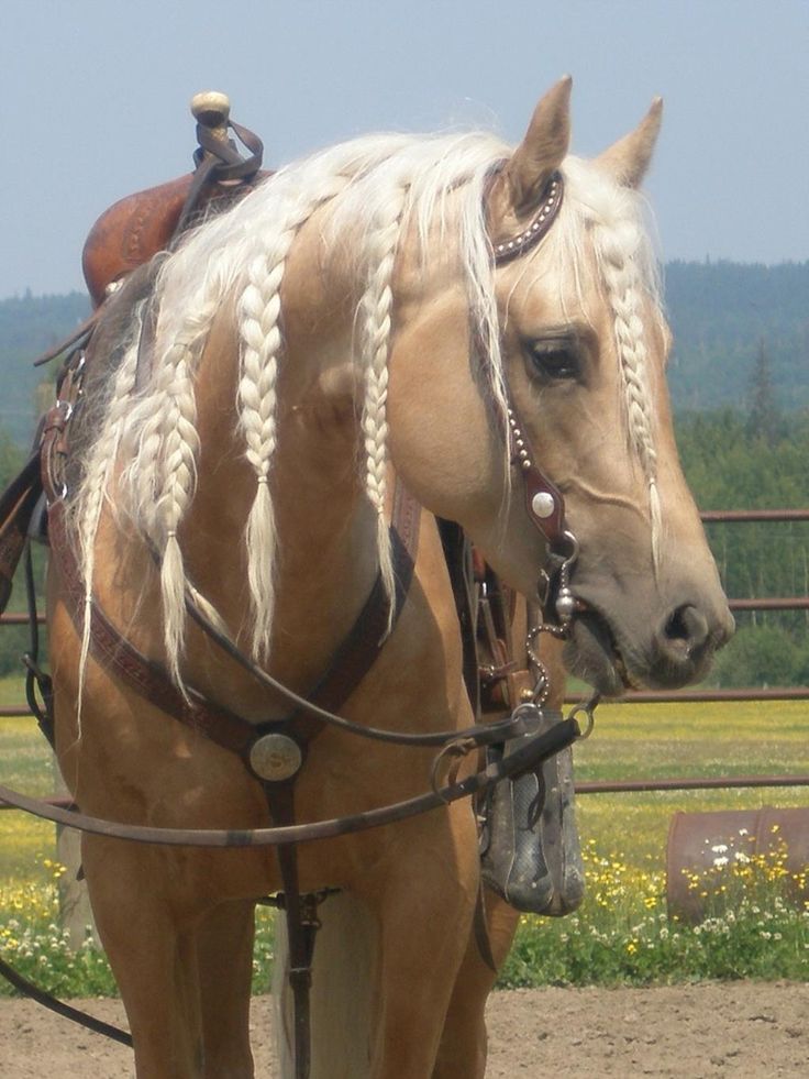 a brown horse with white hair and braids on it's bridle