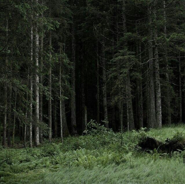 the forest is full of tall trees and green grass