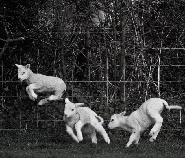 three lambs are running in front of a wire fence and some bushes behind them