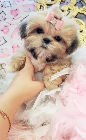 a small brown dog sitting on top of a fluffy pink blanket next to a person's hand