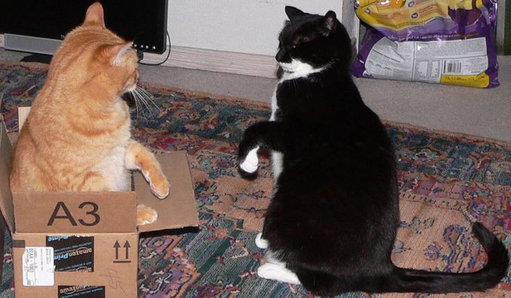 two cats playing with each other on the floor in front of a computer monitor and cardboard box