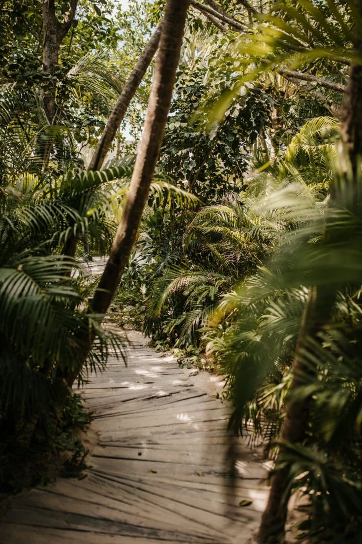 a path in the jungle with lots of trees and plants