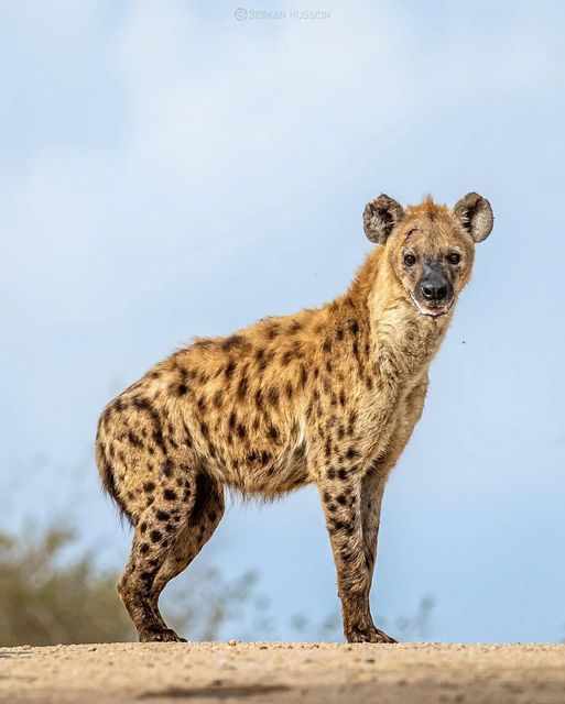 a spotted hyena standing in the desert