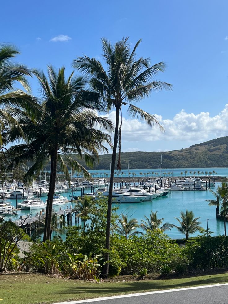 palm trees and boats are in the water