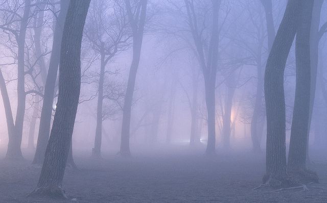 a foggy forest filled with lots of trees and benches in the middle of it