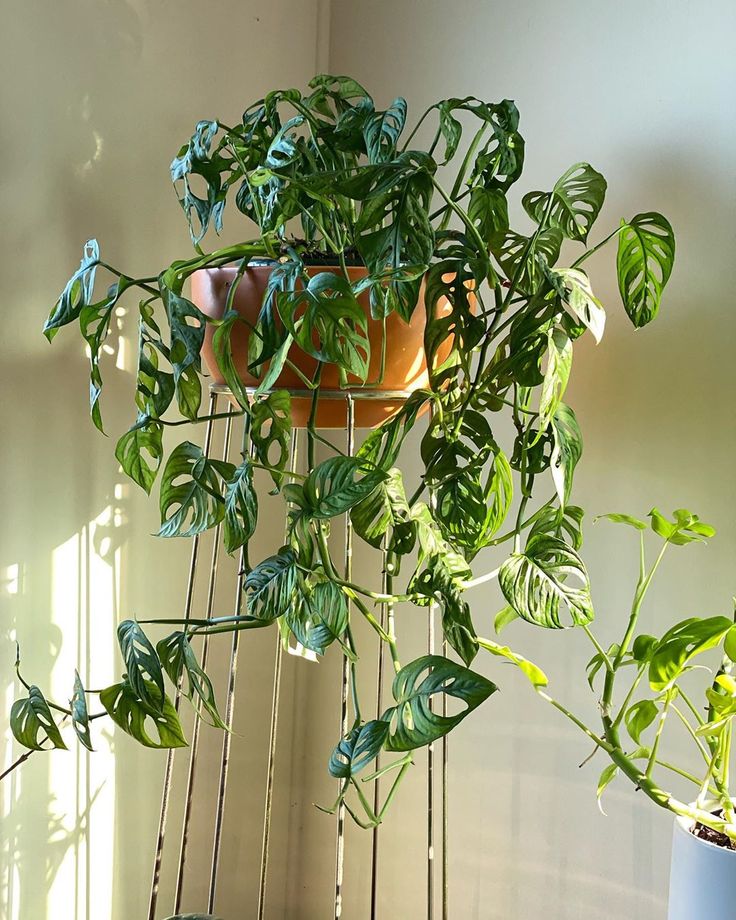 a potted plant with green leaves hanging from it's sides