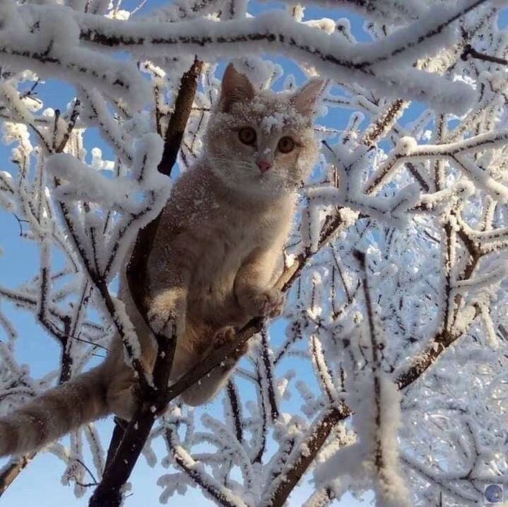 a cat sitting on top of a tree branch covered in ice and snowflakes