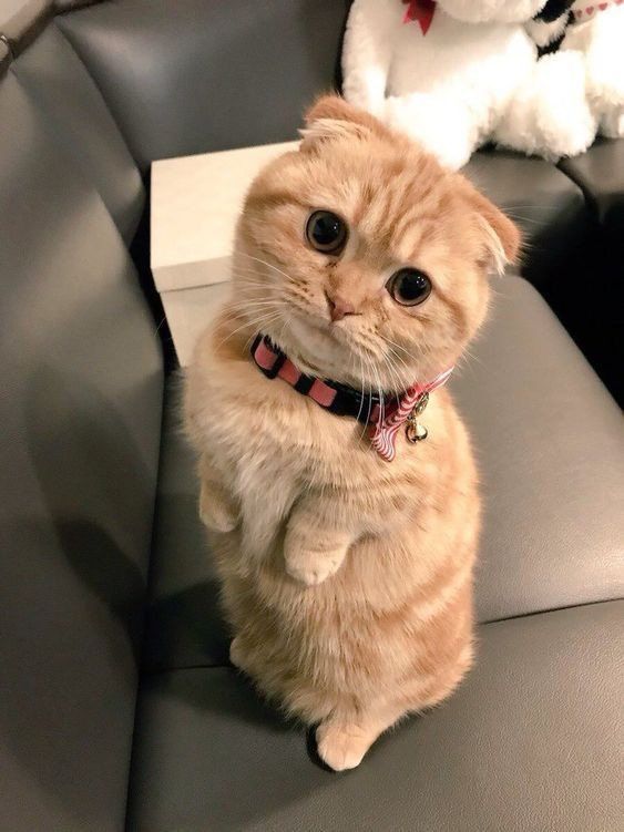 an orange cat sitting on top of a couch