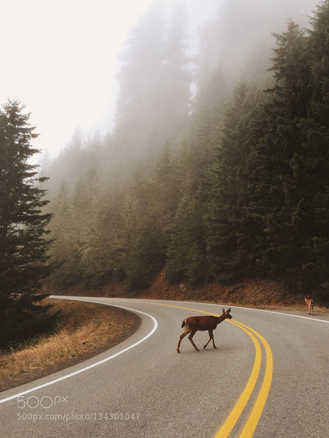 a deer is crossing the road in front of some pine trees and foggy sky