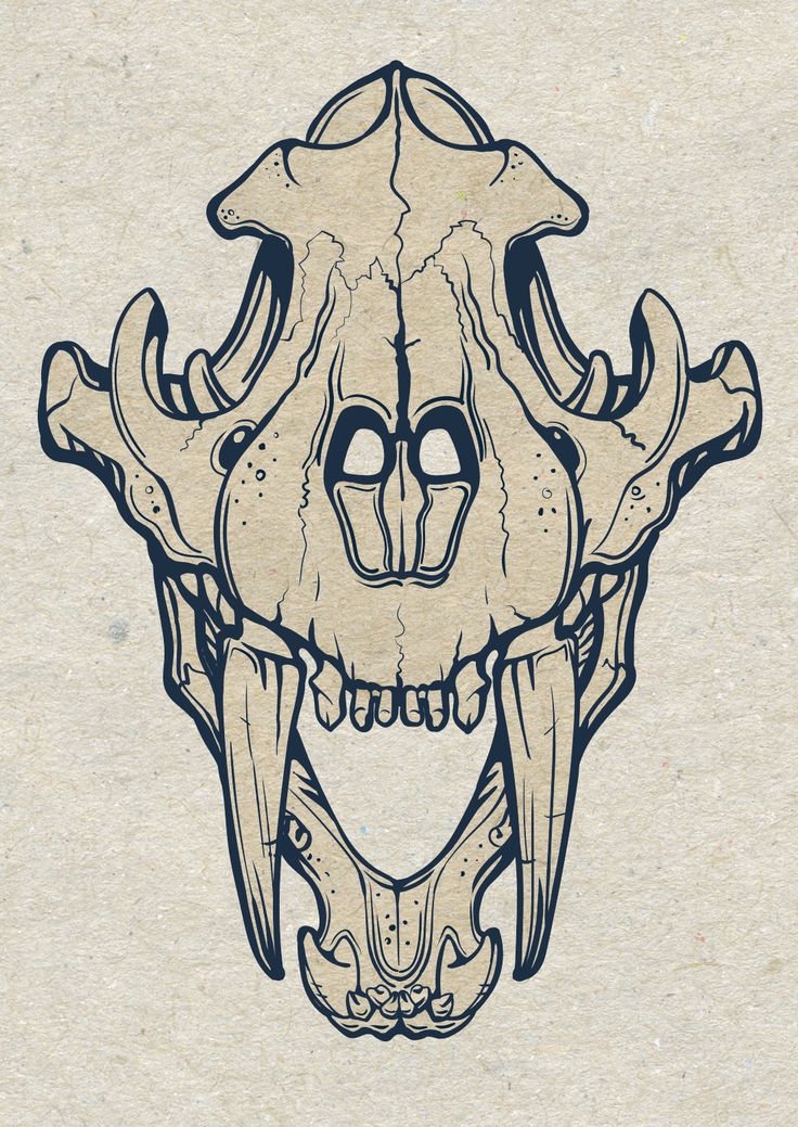 an animal's skull is shown in black and white ink on parchment paper,