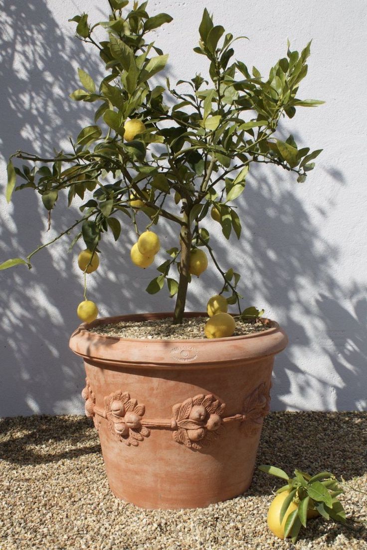 a potted lemon tree in front of a white wall and some fruit on the ground