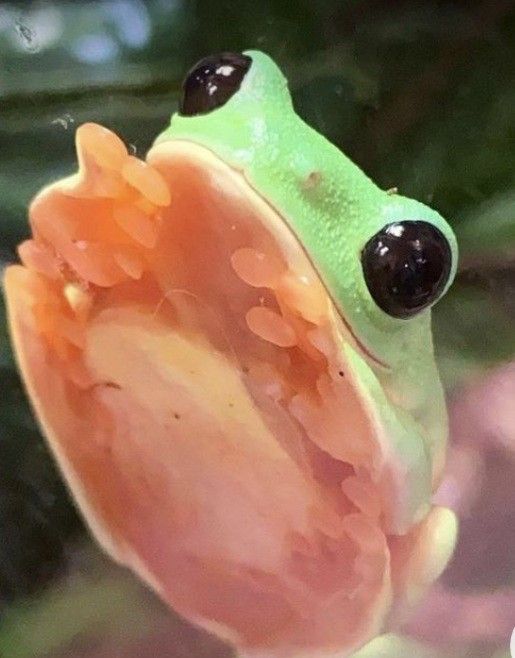 a green frog sitting on top of a leaf