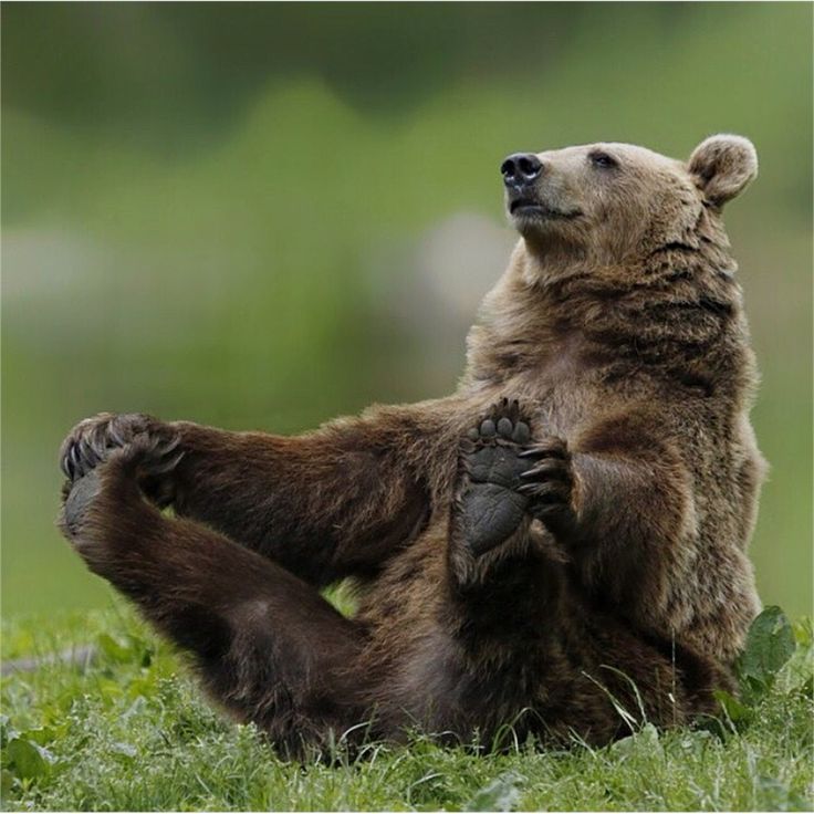 a brown bear sitting in the grass with its paws on it's back legs