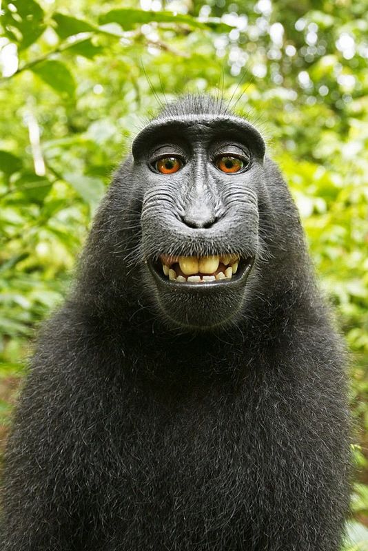 a black monkey with red eyes is smiling