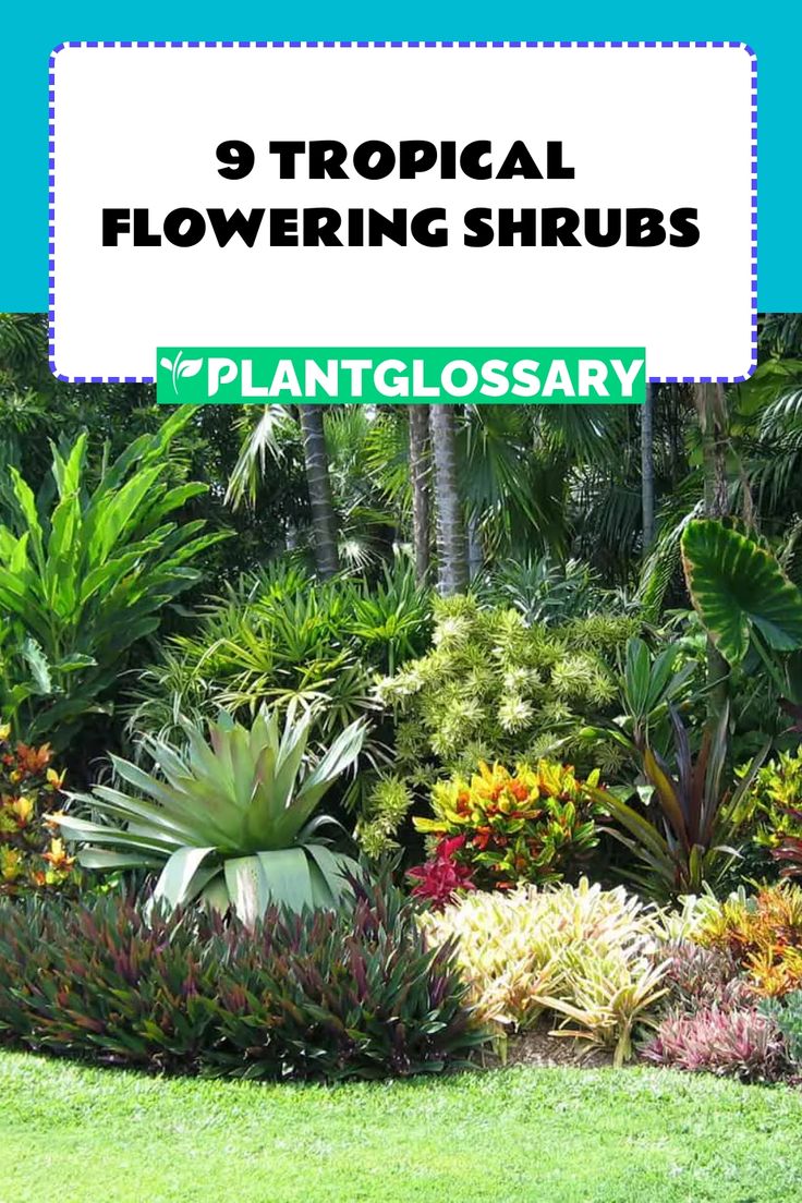 tropical flowers and plants with the text 9 tropical flowering shrubs plantgllossary