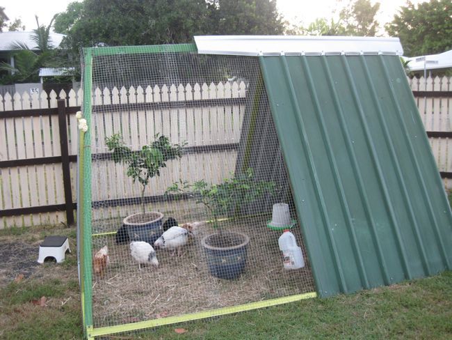 several chickens in a small backyard area with a green shed and white fence around it