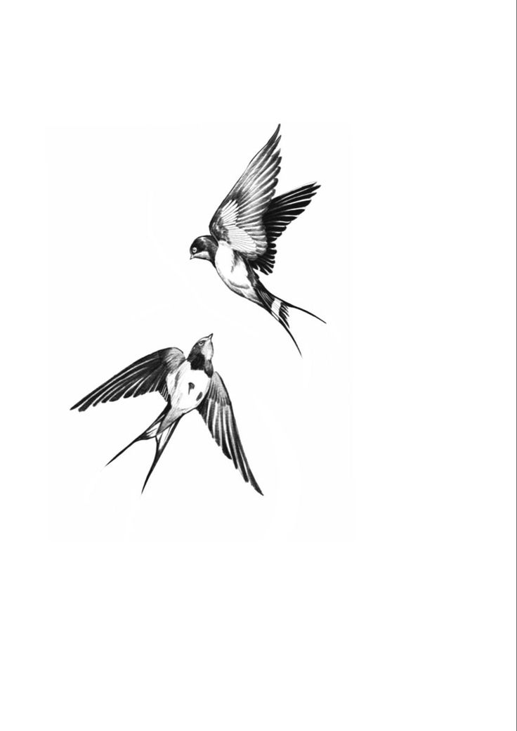 two black and white birds flying in the sky