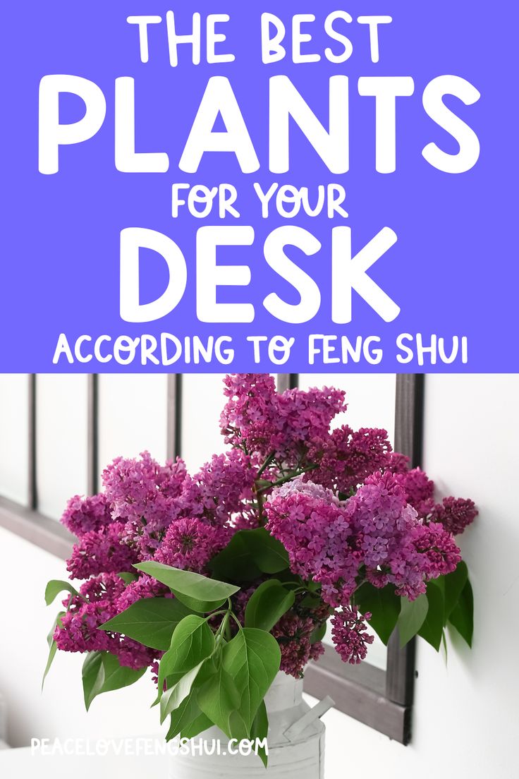 the best plants for your desk according to feng shui, lilacs and more