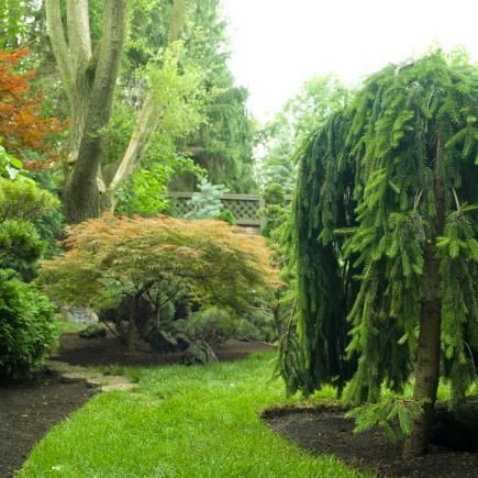 a lush green garden with trees and shrubs