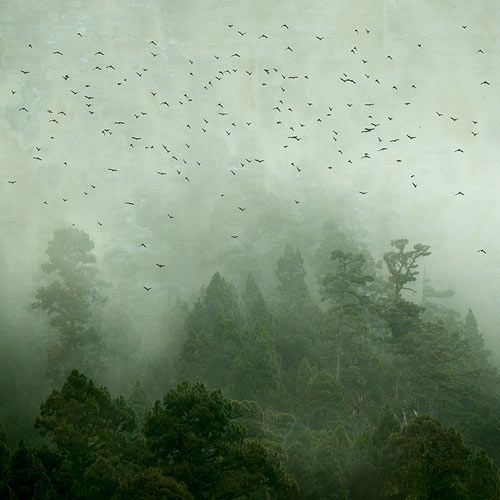 birds flying in the foggy sky over trees