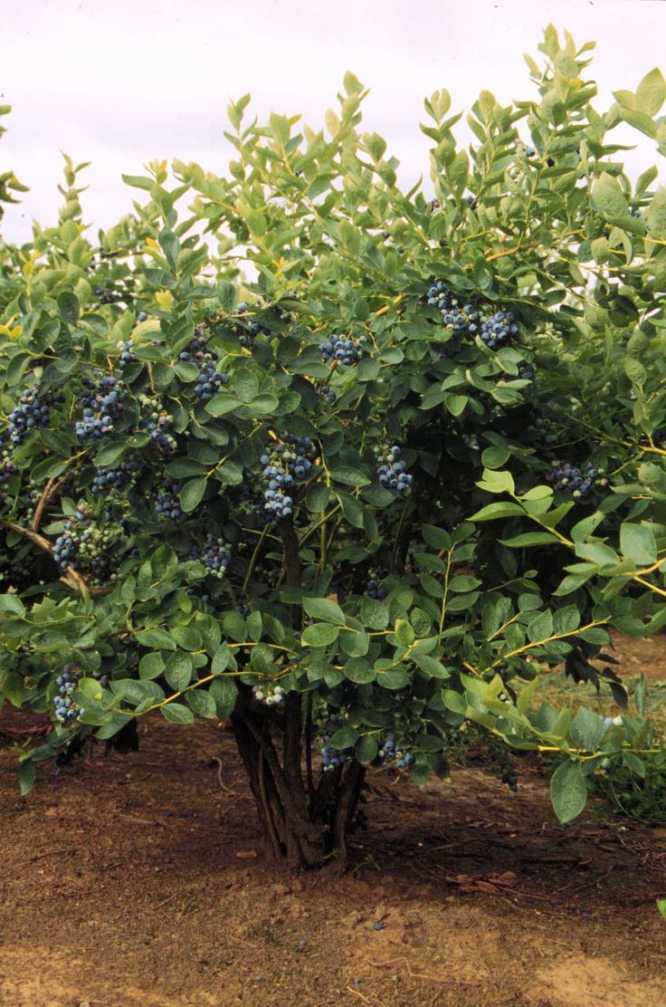 a bush with blue flowers and green leaves in the middle of an open field on a cloudy day