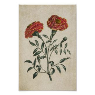 two red flowers with green leaves on a white background