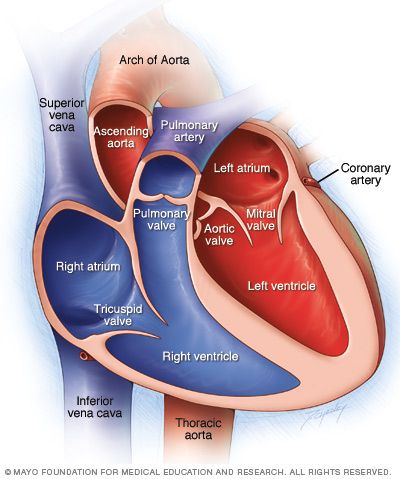 diagram of the human heart showing valves and valves in both sides of the heart, labeled