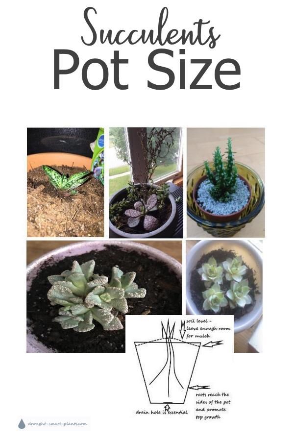 the instructions for making succulents pot size are shown in this book,