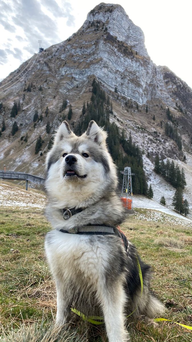 a dog sitting in the grass near a mountain