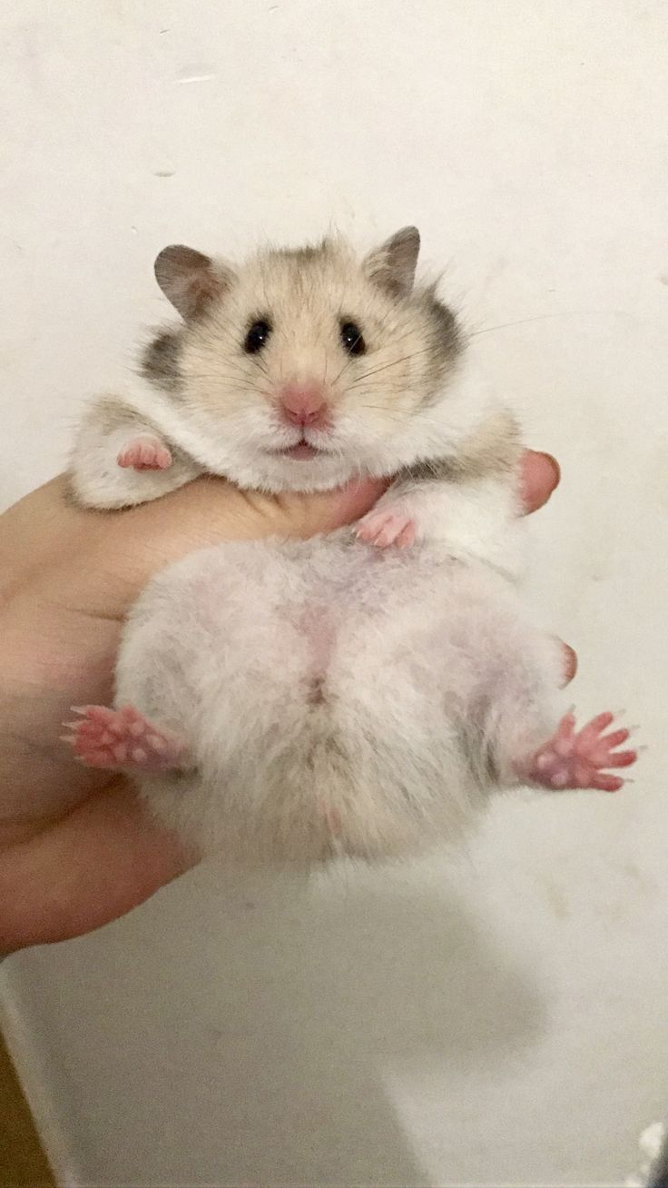 a hamster is being held in the palm of someone's hand while they are all white