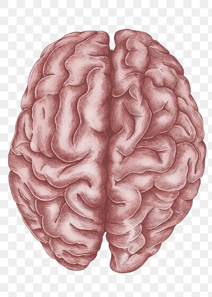 a drawing of a human brain on a transparent background